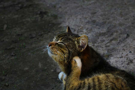 The cat lies on the ground and scratches behind his earの写真素材