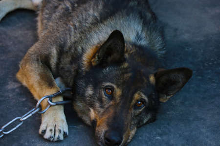 The dog lies on the ground and looks carefullyの写真素材
