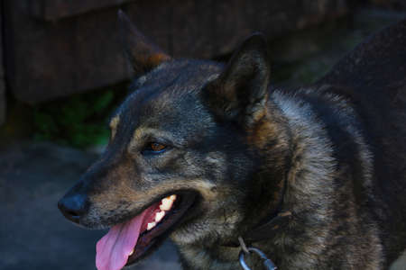 Close-up of a dog with his tongue sticking outの写真素材