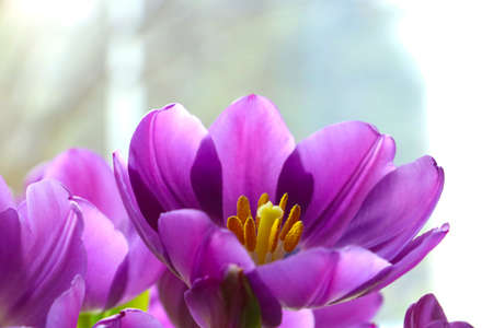 Close-up of a flowering tulip on a sunny dayの写真素材