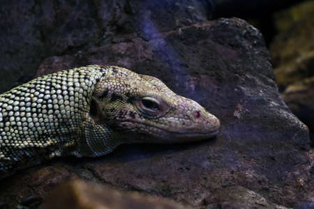 Close-up of the monitor lizard that lies on the rockの写真素材