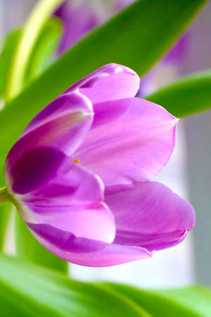 Flowering tulip close-up in the park in the summerの写真素材