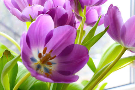 Purple flowering tulips close-up on a sunny dayの写真素材