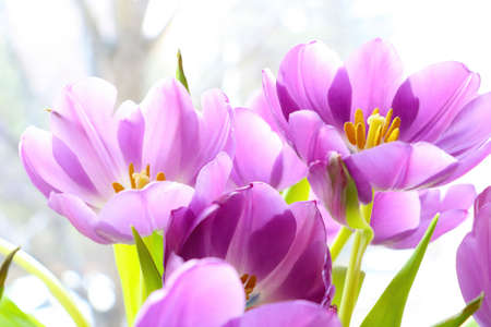 Purple flowering tulips close-up on a sunny dayの写真素材