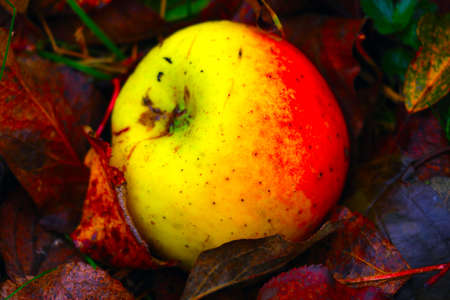 On the grass in the fallen foliage lies an apple in the fallの写真素材