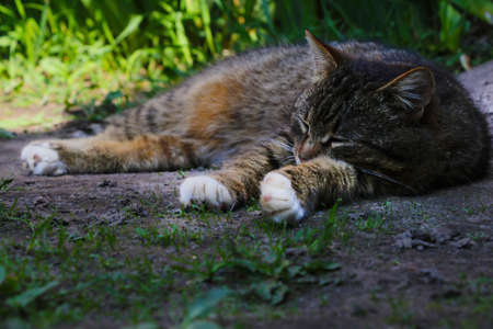 The cat lies on the ground in the shade and sleepsの写真素材
