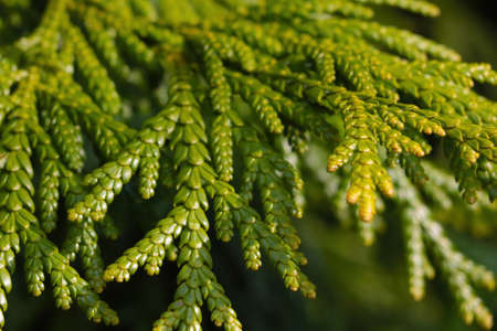 A young green thuja branch in the parkの写真素材