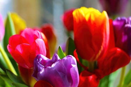 Tulips are blooming in the bouquet. Congratulations on a holiday or happy birthdayの写真素材