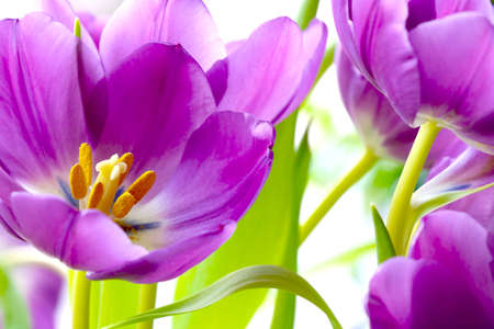 Tulips are blooming in the bouquet. Congratulations on a holiday or happy birthdayの写真素材