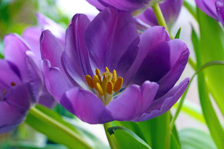 Blooming purple tulip in the spring park. Scenic background in natureの写真素材