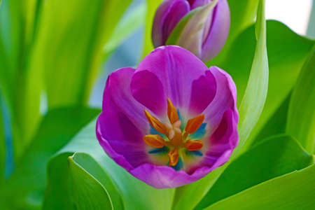 View of a blooming tulip in the park in spring or summer. Fragrant scent from flowers. Nature backgroundの写真素材