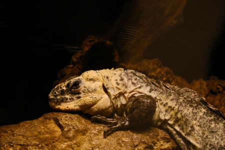 Close-up of a monitor lizard lying on a stoneの写真素材