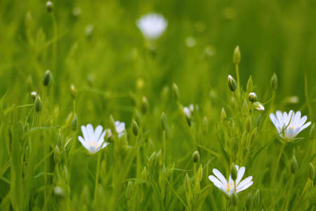 White perennial flowers in the meadow in summer or spring. Scenic background in the wildの写真素材