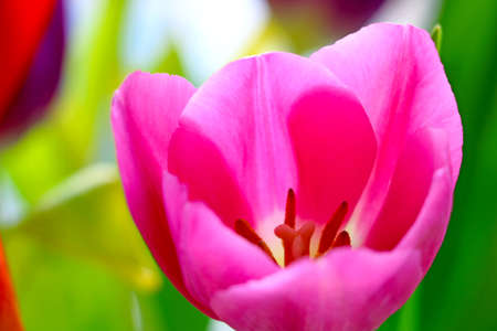 Close-up on a blooming pink tulip in the gardenの写真素材
