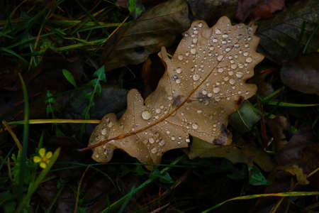 In a clearing under a tree lies a fallen yellow leaf with dew dropsの写真素材