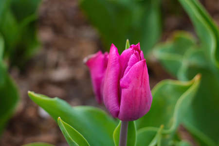 Close-up on a blooming pink tulip in the gardenの写真素材