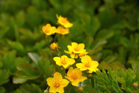 Glade of yellow blooming flowers in the forest in summerの写真素材