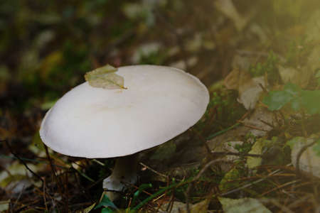 View of a beautiful white mushroom growing in a clearing in the forestの写真素材