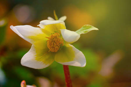 A young white flower blooms in a clearing in the parkの写真素材
