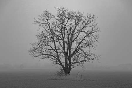 Black and white photo. View of a lonely tree in a foggy autumn morning on the fieldの写真素材