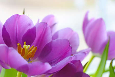 View of a blooming tulip in the park in spring or summer. Fragrant scent from flowers. Nature backgroundの写真素材