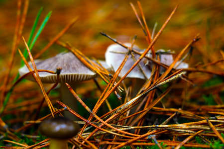 Close-up on fallen needles of a pine or spruce in a forest in a clearing in autumn. Blurred background, out of focus growing mushroomsの写真素材