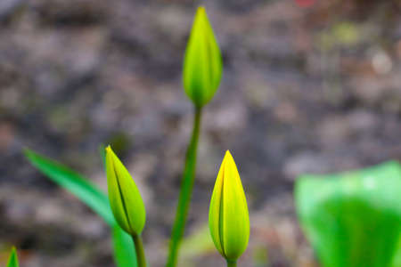 Blurred background, selective focus. Bud of a young tulip in the park in spring or summer. Blooming garden flowersの写真素材
