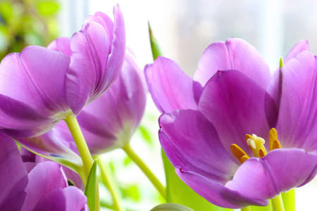 In a vase, purple tulips bloom in a bouquet. Pleasant aromatic scent from flowers. Congratulations on a holiday or birthday. Spring moodの写真素材