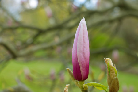 Close-up on a blooming magnolia. It is widely used in pharmacology: different parts of the plant are part of many tonic, stimulating and restorative medicinesの写真素材