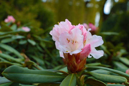 Blooming Rhododendron in the garden in spring. Revitalizing nature. A medicinal plant, the essential oil of the plant is made of perfume, and the leaves of the plant and the stem are used in medicineの写真素材