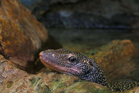 The head of a monitor lizard on a stone in the park is close-upの写真素材