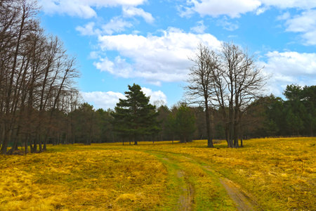 View of the autumn yellow grass and trees in the forestの写真素材