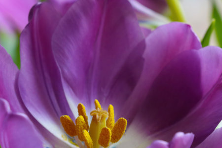 Close-up on a blooming purple tulip in spring. Congratulations on the holiday, mother's dayの写真素材