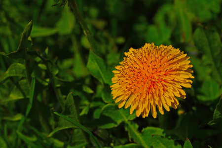 Yellow dandelion flower in green grass, botanyの写真素材