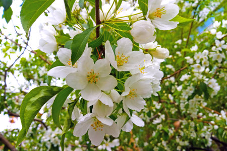 A young flowering branch of an apple or pear tree in the garden in the springの写真素材