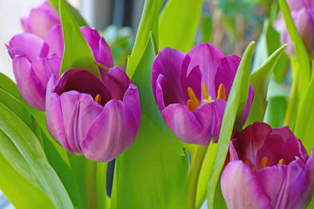 View of the flowering tulips in the park in spring or summer.の写真素材