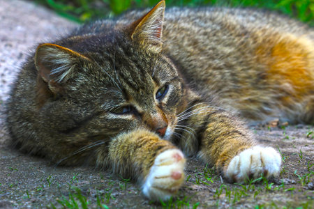 The cat lies in the shadows on the ground with his eyes covered a little.の写真素材