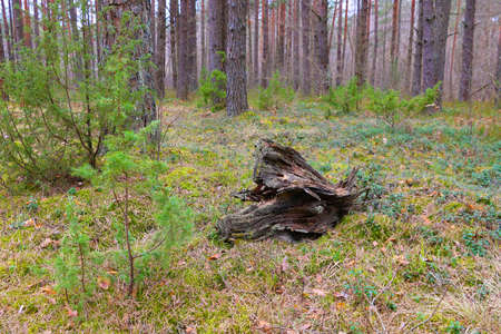 Dry stump lies on the grass in the forest.の写真素材