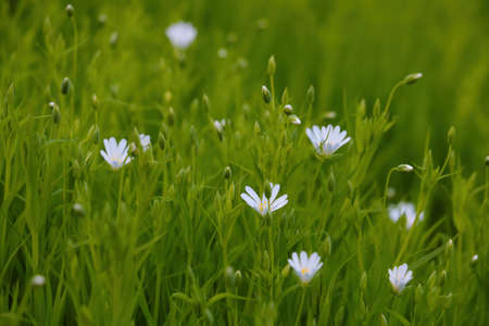 Beautiful flowering wildflowers in summer or springの写真素材