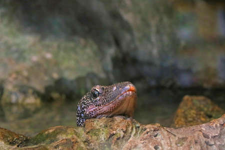 The head of the lizard is close-up on the stoneの写真素材