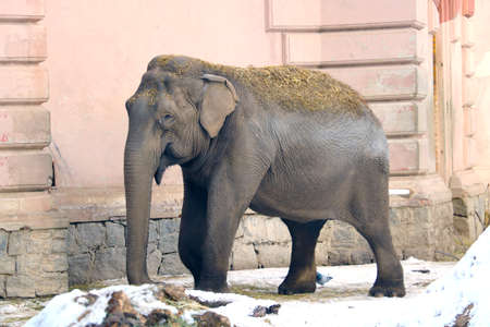A view of a funny elephant in winter in an animal parkの写真素材