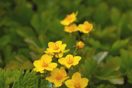 Perennial flowering yellow flowers in the meadow in summerの写真素材