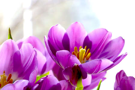 Close-up of a purple bouquet of tulips in a vaseの写真素材