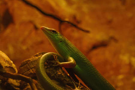 A green lizard sits on a rock in a parkの写真素材