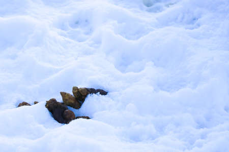 In the snow lie shit from a dog or a cat. Cleaning and caring for your petsの写真素材