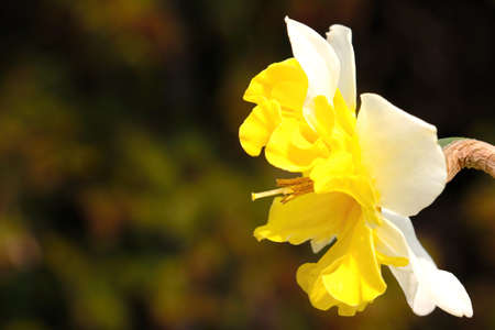 Beautiful yellow flowering flower in the pack in the summerの写真素材
