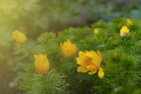 Blurry background, out of focus. Yellow flowering flowers in the meadowの写真素材