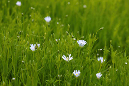 Perennial white flowers in the meadow on a spring or summer dayの写真素材