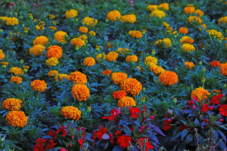 Flowering marigolds in the park in spring or summerの写真素材