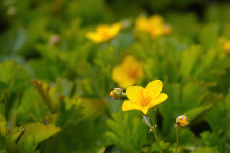 Out of focus, blurry background, perennial yellow flowersの写真素材